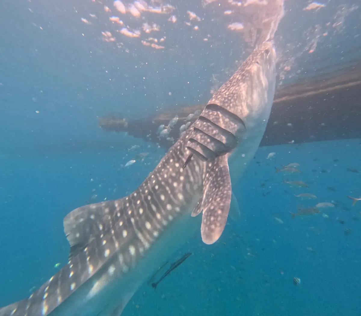Whale shark tour photo 1